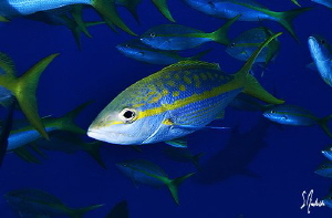 The other fish that has as much presence as the sharks at... by Steven Anderson 